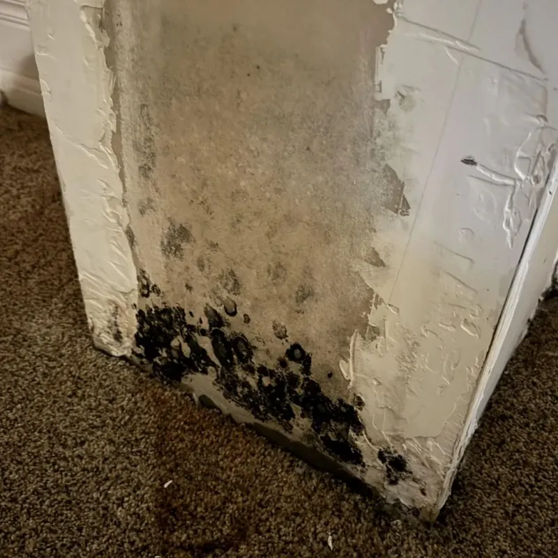Professional Mold Removal in Castro Valley, CA